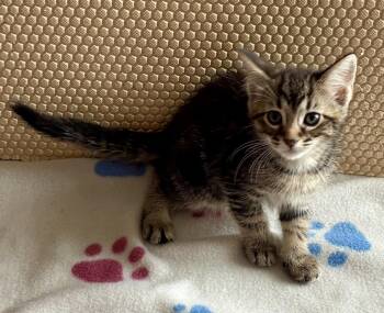 Petunia -  Domestic Short Hair Cat Available for Adoption in Lexington, South Carolina - Petunia | PetCurious