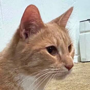 Pumpkin -  Domestic Short Hair Cat for Adoption in Crystal Lake, Illinois - Pumpkin | PetCurious