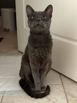 Pani -  Domestic Short Hair Cat for Adoption in Roseville, California - Pani | PetCurious