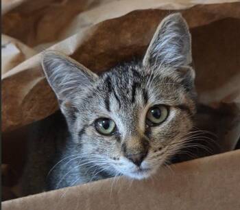 C339 Litter Jolene -  Domestic Short Hair and Tabby Cat for Adoption in Livonia, Michigan - C339 Litter Jolene | PetCurious