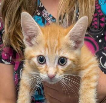 Knuckles -  Domestic Short Hair Cat for Adoption in Wetaskiwin, Alberta - Knuckles | PetCurious