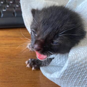 Pigeon -  Domestic Short Hair Cat for Adoption in Medford Lakes, New Jersey - Pigeon | PetCurious