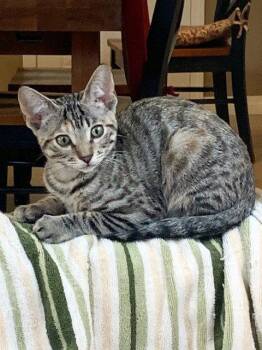 Nicki Minaj -  Domestic Short Hair Cat for Adoption in Mission Viejo, California - Nicki Minaj | PetCurious