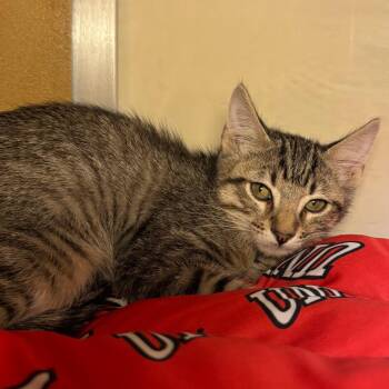 Cookie 54329 -  Domestic Short Hair Cat for Adoption in Las Vegas, Nevada - Cookie 54329 | PetCurious