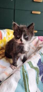 BART -  Domestic Short Hair Cat for Adoption in Charlotte, North Carolina - BART | PetCurious