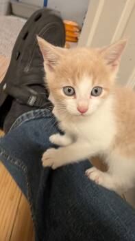 Rescue Domestic Short Hair Cats for Adoption in Pomona, New York - Elvis Purrsley | PetCurious