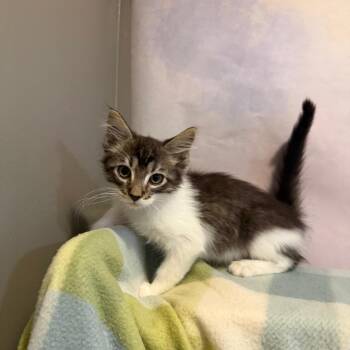 Orthus -  Domestic Medium Hair Cat for Adoption in Fredericksburg, Virginia - Orthus | PetCurious