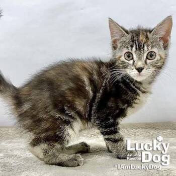 Domestic Short Hair Cats Available for Adoption in Washington, District Of Columbia - Lillybeth | PetCurious