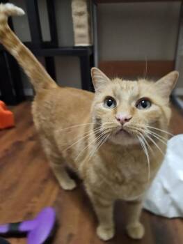 Domestic Short Hair Cats Available for Adoption - Rusty | PetCurious