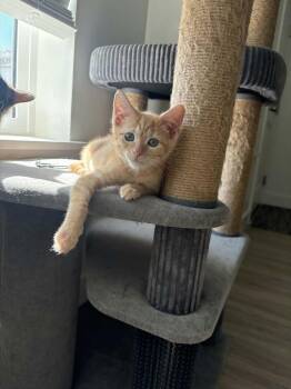 Tiger Lily -  Domestic Short Hair Cat for Adoption in Millcreek, Utah - Tiger Lily | PetCurious