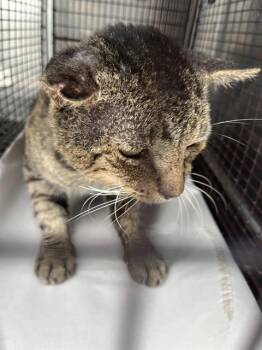 Rescue Domestic Long Hair Cats for Adoption in Doral, Florida - STAR | PetCurious