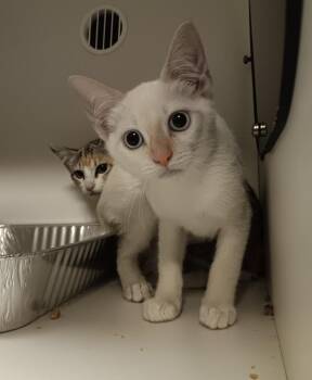 Leaf -  Domestic Short Hair Cat Available for Adoption in New Braunfels, Texas - Leaf | PetCurious
