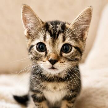 Lyric -  Domestic Short Hair Cat for Adoption in Cumming, Georgia - Lyric | PetCurious