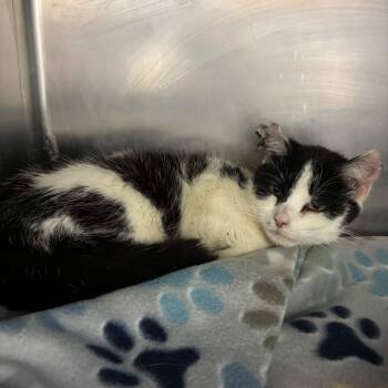 Jayla -  Domestic Short Hair Cat for Adoption in Gloucester, Virginia - Jayla | PetCurious