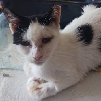 0726-64 Feather -  Domestic Short Hair Cat for Adoption in Abingdon, Maryland - 0726-64 Feather | PetCurious