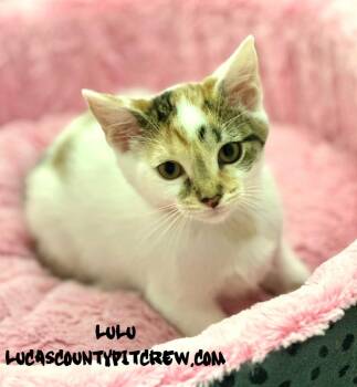 Lulu -  Domestic Short Hair and Calico Cat for Adoption in Toledo, Ohio - Lulu | PetCurious