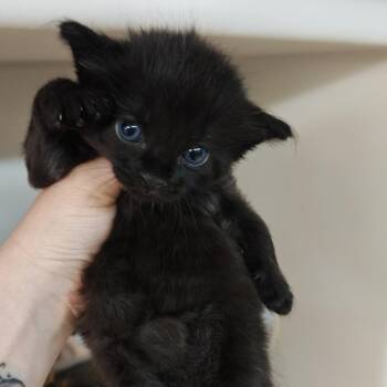 Benny -  Domestic Short Hair Cat for Adoption in Madison, Wisconsin - Benny | PetCurious