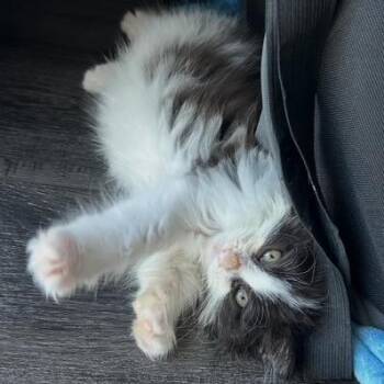 Shakira 26 -  Domestic Long Hair Cat for Adoption in Lindenhurst, New York - Shakira 26 | PetCurious