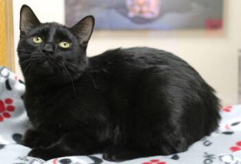 Rescue Domestic Short Hair Cats for Adoption in Portage, Wisconsin - Frank-n-Furter | PetCurious