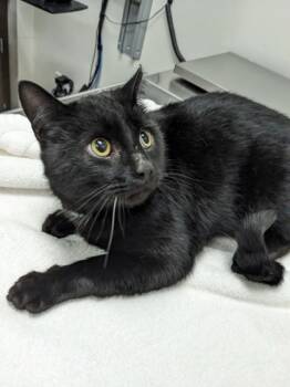 Rescue Domestic Short Hair Cats for Adoption in Cleveland, Ohio - Mr. Lou E Gee | PetCurious