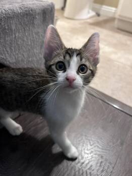 Domestic Short Hair Cats Available for Adoption - Mango | PetCurious