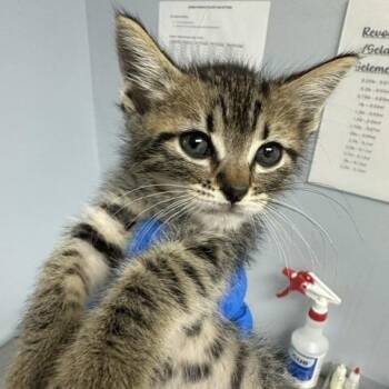 Hawthorn -  Domestic Short Hair Cat for Adoption in Indianapolis, Indiana - Hawthorn | PetCurious