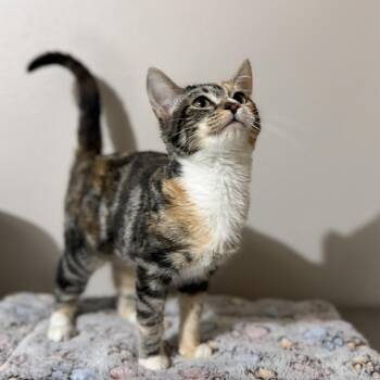 Rescue Domestic Short Hair Cats for Adoption in Pocatello, Idaho - Ezra | PetCurious