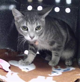 LUNA -  Domestic Short Hair Cat for Adoption in St. Cloud, Florida - LUNA | PetCurious