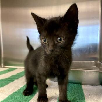 SABRINA -  Domestic Short Hair Cat for Adoption in Tallahassee, Florida - SABRINA | PetCurious