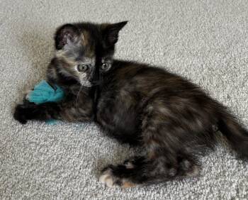 Vivi, Willow Grove Area, (FCID 06/24/2026-131) -  Domestic Short Hair and Tortoiseshell Cat for Adoption in Greenville, Delaware - Vivi, Willow Grove Area, (FCID 06/24/2026-131) | PetCurious