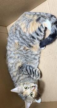 JUDY -  Domestic Short Hair Cat for Adoption in San Antonio, Texas - JUDY | PetCurious