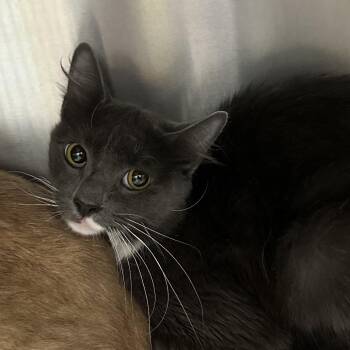 Grey -  Domestic Long Hair Cat for Adoption in Corbin, Kentucky - Grey | PetCurious
