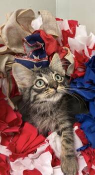 Drift -  Domestic Long Hair and Domestic Short Hair Cat for Adoption in Picayune, Mississippi - Drift | PetCurious