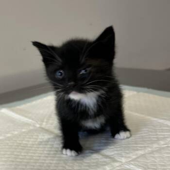 IVHS-Stray-138437 -  Domestic Short Hair Cat for Adoption in San Gabriel, California - IVHS-Stray-138437 | PetCurious