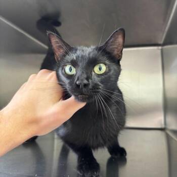 Slumber -  Domestic Short Hair Cat for Adoption in Carencro, Louisiana - Slumber | PetCurious