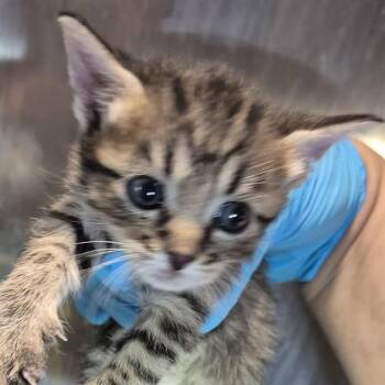 CRACKLE -  Domestic Short Hair Cat for Adoption in San Antonio, Texas - CRACKLE | PetCurious