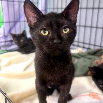 Rescue Domestic Short Hair Cats for Adoption in Durham, North Carolina - Glitter | PetCurious