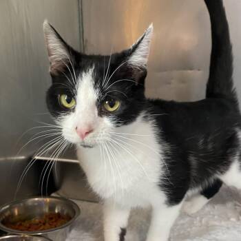 Domestic Short Hair Cats Available for Adoption in Wadena, Minnesota - Olive | PetCurious