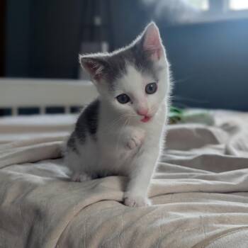 Smallman -  Domestic Short Hair Cat for Adoption in Gibsonia, Pennsylvania - Smallman | PetCurious