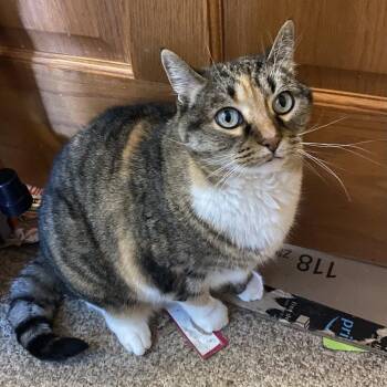 Domestic Short Hair Cats Available for Adoption - Kallie C10842 | PetCurious