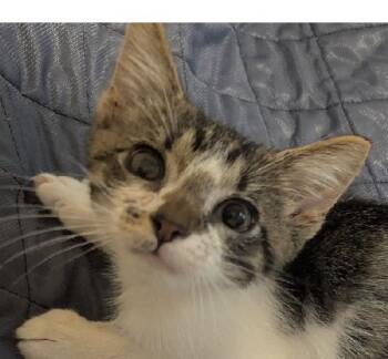 Patches -  Domestic Short Hair Cat for Adoption in Lafayette, Louisiana - Patches | PetCurious