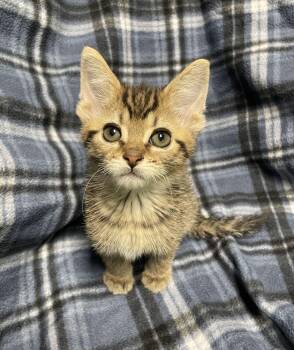 Ravioli -  Domestic Short Hair Cat for Adoption in Jackson, Michigan - Ravioli | PetCurious