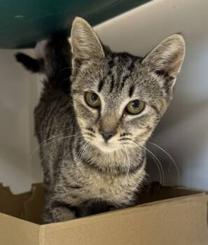 Rescue Domestic Short Hair Cats for Adoption in Honolulu, Hawaii - Aria | PetCurious