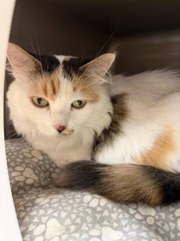 Gracie -  Domestic Medium Hair Cat for Adoption in Kalamazoo, Michigan - Gracie | PetCurious