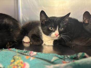 Domestic Short Hair Cats Available for Adoption in Grand Prairie, Texas - NUNU | PetCurious