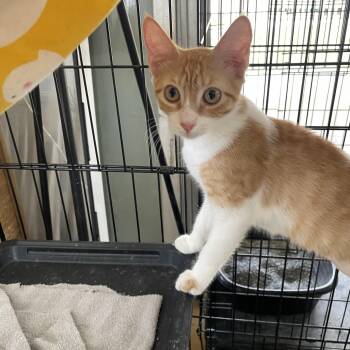 Domestic Short Hair Cats Available for Adoption in Franklin, Massachusetts - Tangerine | PetCurious