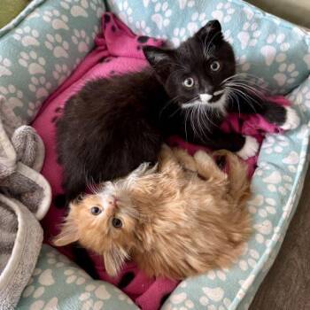 Diavola -  Domestic Medium Hair Cat for Adoption in Fishers, Indiana - Diavola | PetCurious