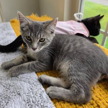 Ricky Ricato -  Domestic Short Hair Cat for Adoption in Hedgesville, West Virginia - Ricky Ricato | PetCurious