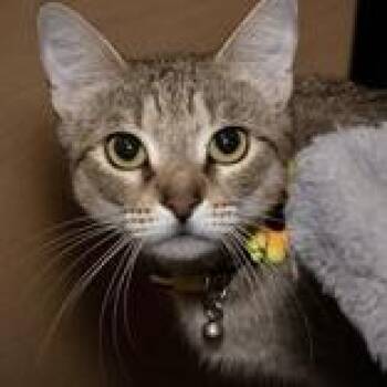Stella -  Domestic Short Hair and Mixed Breed Cat for Adoption in Santa Fe, Texas - Stella | PetCurious