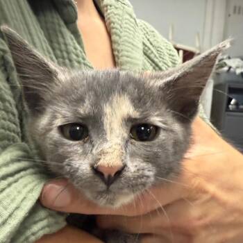 Spritzer-C -  Domestic Short Hair Cat for Adoption in East St. Louis, Illinois - Spritzer-C | PetCurious